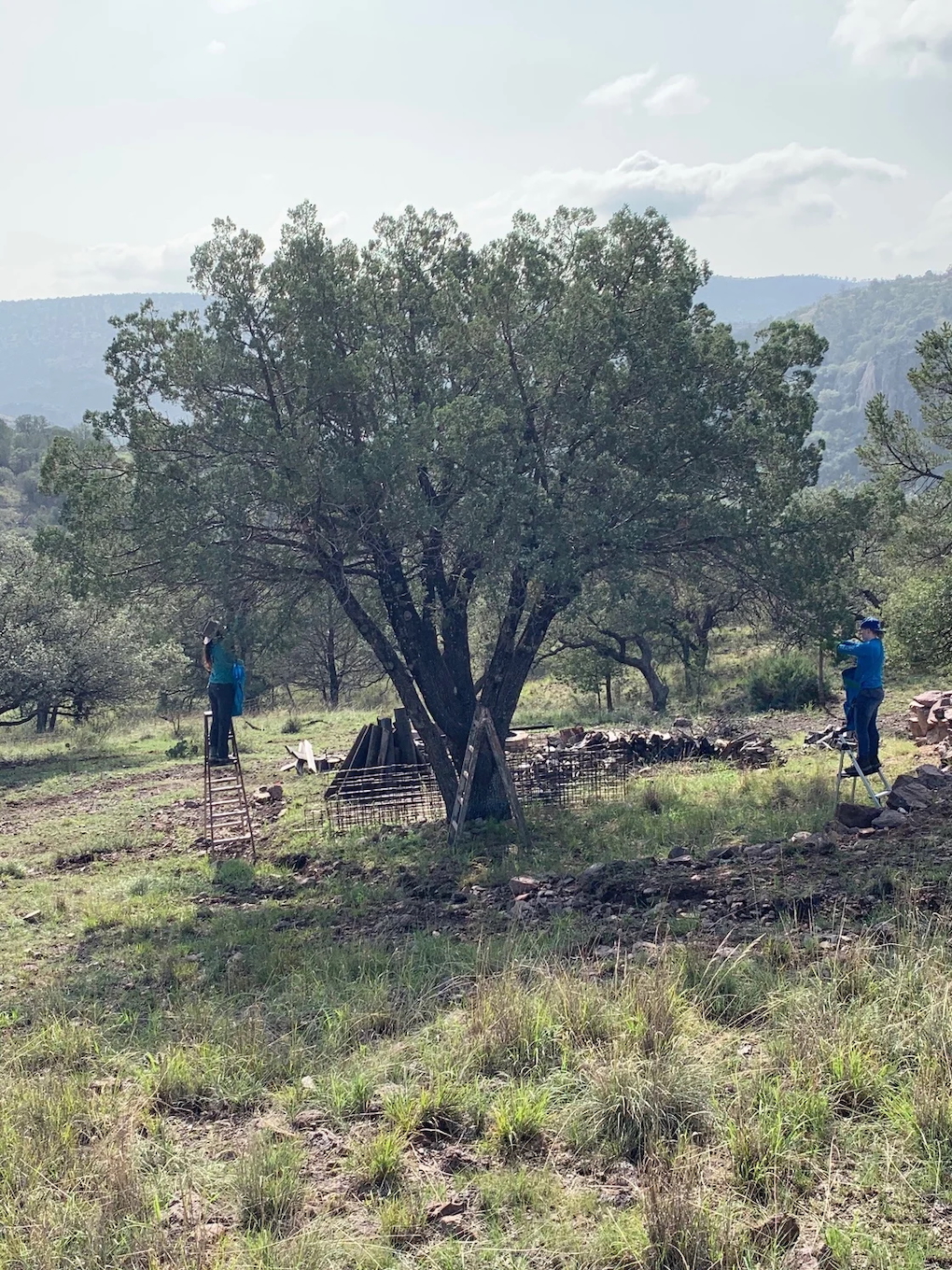 Two Woman Foraging Alligator Junipers from a tree in West Texas