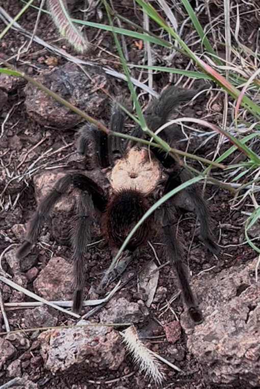 Large Texas Brown Tarantula