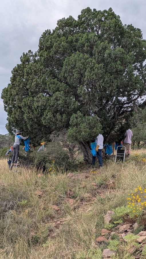 A group of individuals from WildGins and Favorite Brands working together on a tree named Bessie Barknado in an open field, foraging Alligator Juniper berries