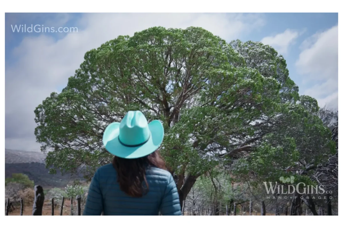 WildGins-hero-1200x800