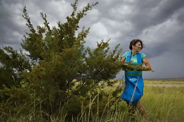 wild-gins-austin-chronicle-foraging-2020