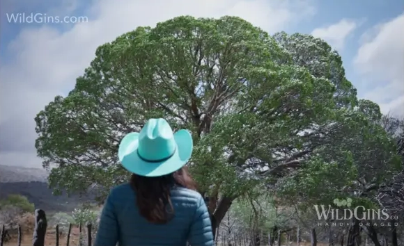 wild-gins-d-magazine-feature-2025