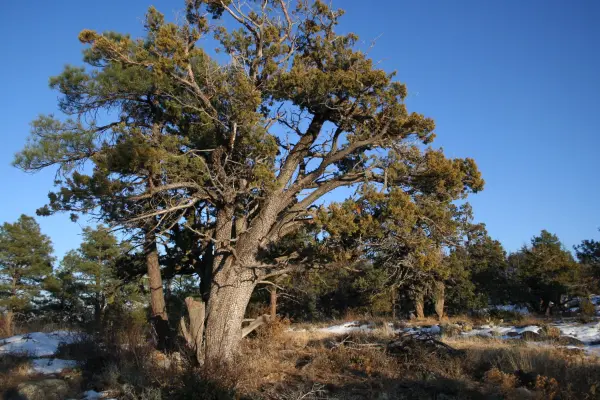 wild-gins-ut-biodiversity-juniper-2020